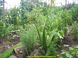 senos bonitos, como tener senos bonitos, bolsa de pastor, aceite de ricino, aceite de onagra, aji dulce, hierba medicinal, para que sirve, hojas sanguinaria,  fotos, imagen,
 imagenes, fotograf�as, vistas, pinturas, dibujos