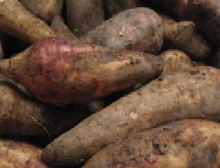 Usos medicinales, hojas, raices, bebidas, ensalada de la raiz, diabetas, diab�ticos, fotos, imagenes, fotografias, yacon planta para que sirve, yacon tub�rculo para qur sirve, yacon raiz para que sirve, dibujos,