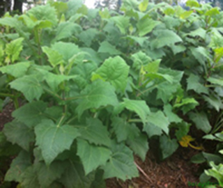 yacon planta para que sirve, yacon tub�rculo para qur sirve, yacon raiz para que sirve, Usos medicinales, hojas, raices, bebidas,tem, ensalada de la raiz, diabetas, diab�ticos, fotos,
imagen, imagenes, fotografias